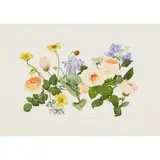 Elspeth Harrigan, FLORAL STUDY, watercolour
