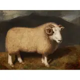 William Shiels, Cheviot Ram, Oil on canvas