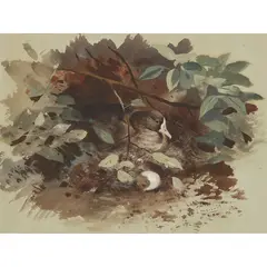 A nesting goose by Archibald Thorburn, watercolour on blue paper, sold Dec 2019