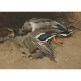 Edwin John Alexander, Mallard's Drake, watercolour on buff paper