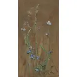 Edwin John Alexander, Forget-me-not, watercolour on brown paper