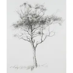 Caroline Hepburne-Scott, MULL SILVER BIRCH, pencil and graphite on paper