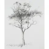 Caroline Hepburne-Scott, MULL SILVER BIRCH, pencil and graphite on paper
