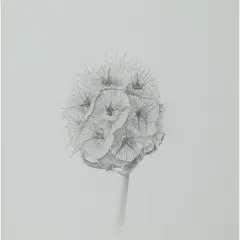 Caroline Hepburne-Scott, SCABIOSA, pencil on paper