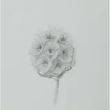 Caroline Hepburne-Scott, SCABIOSA, pencil on paper
