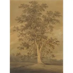 Joseph Farington, STUDY OF A TREE, ink and watercolour on paper