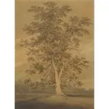 Joseph Farington, STUDY OF A TREE, ink and watercolour on paper