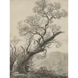 Johann Gottfried Klinsky, KNORRIGE EICHE (GNARLED OAK TREE), ink and wash on two conjoined sheets of paper