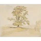 James Ward, AN ELM AT HOLT, WILTSHIRE, watercolour and pencil on paper