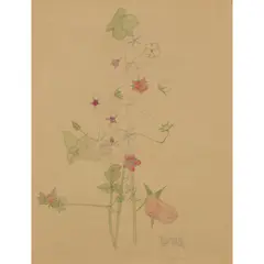 Charles Rennie Mackintosh, 'PIMPERNEL', 1901, pencil and watercolour
