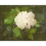 Stuart Park, HYDRANGEA, oil on canvas