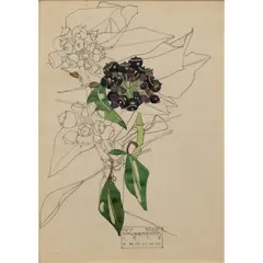 Charles Rennie Mackintosh, IVY SEED, WALBERSWICK, pencil and watercolour