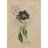 Charles Rennie Mackintosh, IVY SEED, WALBERSWICK