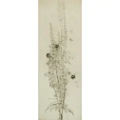 Katherine Cameron, MICHAELMAS DAISIES, 1921, Etching
