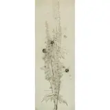 Katherine Cameron, MICHAELMAS DAISIES, 1921, Etching