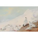Archibald Thorburn, PTARMIGAN IN THE SNOW