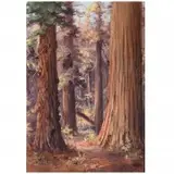 Martella Cone Lane, Redwood grove, Oil on artist board