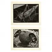 Mc Escher, Scarabs and Grasshopper, Woodcut