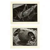 Mc Escher, Scarabs and Grasshopper, Woodcut