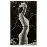 Ruth Bernhard, Symbiosis