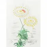 Marguerite-Chrysantemum Frutescens (from Flordali- Flora Dalinae) by Salvador Dalí, etching, sold Jan 2021