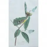 John James Audubon, Swainsons Warbler (Male), Plate 50, No. 10, 1828, etching