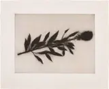 Donald Sultan, Black Rose, Oct., 1989, from Black Roses, 1989-90, Aquatint, on Twinrocker Paper, with full margins
