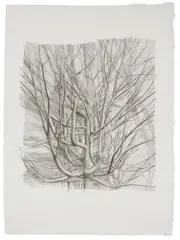 Sylvia Plimack Mangold, The Maple Tree, 1998, Lithograph, on HMP handmade paper, with full margins