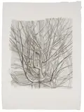 Sylvia Plimack Mangold, The Maple Tree
