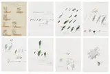 Cy Twombly, Natural History Part II: Some Trees of Italy (B. 52-59), 1975-76, The complete set of eight collotype and lithographs in colors, the title print with collage and a transparent paper overlay, on Fabriano Bütten paper, the full sheets and with full margins, lacking the original green portfolio