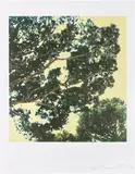 Cy Twombly, Tree (I)