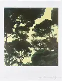 Cy Twombly, Tree (II)