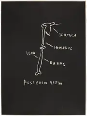 Posterior View, from Anatomy by Jean-Michel Basquiat, 1982, Screenprint in black, on Arches paper, the full sheet, sold Oct 2025