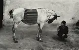 Josef Koudelka, Man with Horse, Romania, 1968, Gelatin silver print