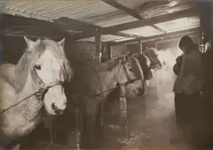 Herbert Ponting, In the Stable, 1911, Oversized gelatin silver print in original oak frame