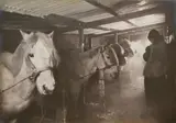 Herbert Ponting, In the Stable, 1911, Oversized gelatin silver print in original oak frame