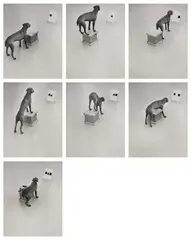 William Wegman, Before / On / After: Permutations, 1972, Seven gelatin silver prints, each flush-mounted and mounted again