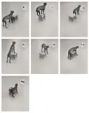 William Wegman, Before / On / After: Permutations