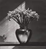 Robert Mapplethorpe, Irises, 1982, Photogravure