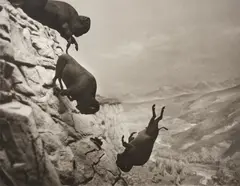 David Wojnarowicz, Untitled (Falling Buffalo), 1988, Gelatin silver print