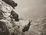 David Wojnarowicz, Untitled (Falling Buffalo), 1988, Gelatin silver print