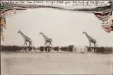 Peter Beard, Giraffes on the Taru Desert, Kenya for The End of the Game
