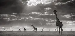Giraffes in Evening Light, Maasai Mara by Nick Brandt, 2006, Archival pigment print, printed 2025, flush-mounted, sold Apr 2025