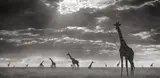 Nick Brandt, Giraffes in Evening Light, Maasai Mara, 2006, Archival pigment print, printed 2025, flush-mounted