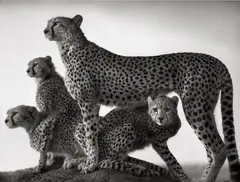 Cheetah and Cubs, Maasai Mara by Nick Brandt, 2003, Archival pigment print, printed 2025, flush-mounted, offered Apr 2025