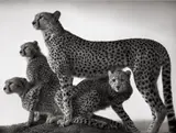 Nick Brandt, Cheetah and Cubs, Maasai Mara, 2003, Archival pigment print, printed 2025, flush-mounted
