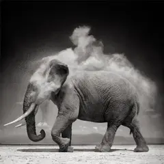 Elephant with Exploding Dust, Amboseli by Nick Brandt, 2004, Archival pigment print, flush-mounted, offered Apr 2025