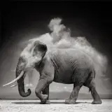 Nick Brandt, Elephant with Exploding Dust, Amboseli, 2004, Archival pigment print, flush-mounted