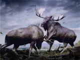 Simen Johan, Untitled #133 from Until the Kingdom Comes, 2006, Chromogenic print, Diasec mounted