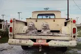 William Eggleston, Untitled (stone lions in truck bed)